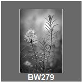 BW279