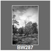BW287