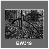 BW319