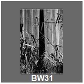 BW31