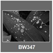 BW347