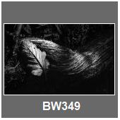 BW349