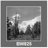 BW825