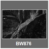 BW876