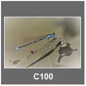 C100