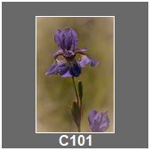 C101