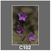 C102