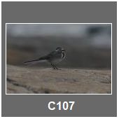 C107