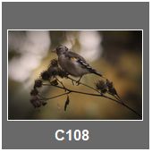 C108