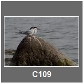 C109