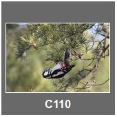 C110