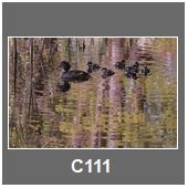 C111