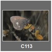 C113