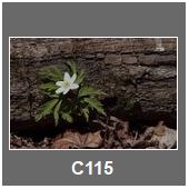 C115