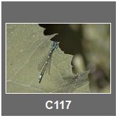 C117