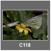 C118