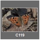 C119