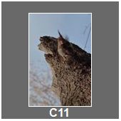 C11