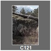 C121