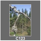 C123