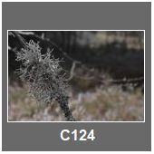 C124