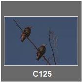 C125