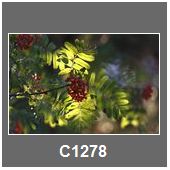 C1278