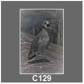 C129