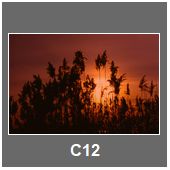 C12
