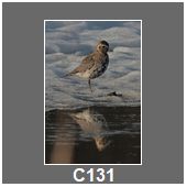 C131