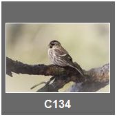C134