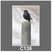 C135