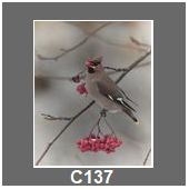 C137