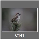 C141