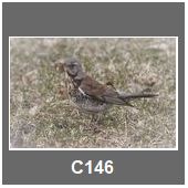 C146