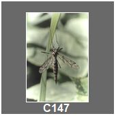 C147