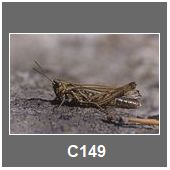 C149