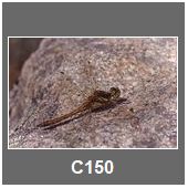 C150