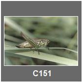 C151