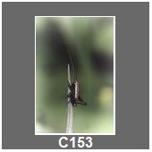 C153