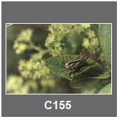 C155