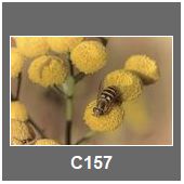 C157