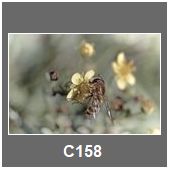 C158