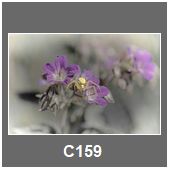 C159