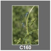 C160