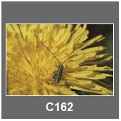 C162