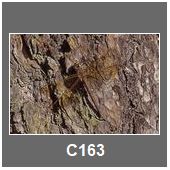 C163
