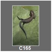 C165