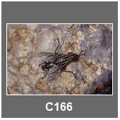 C166