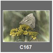 C167